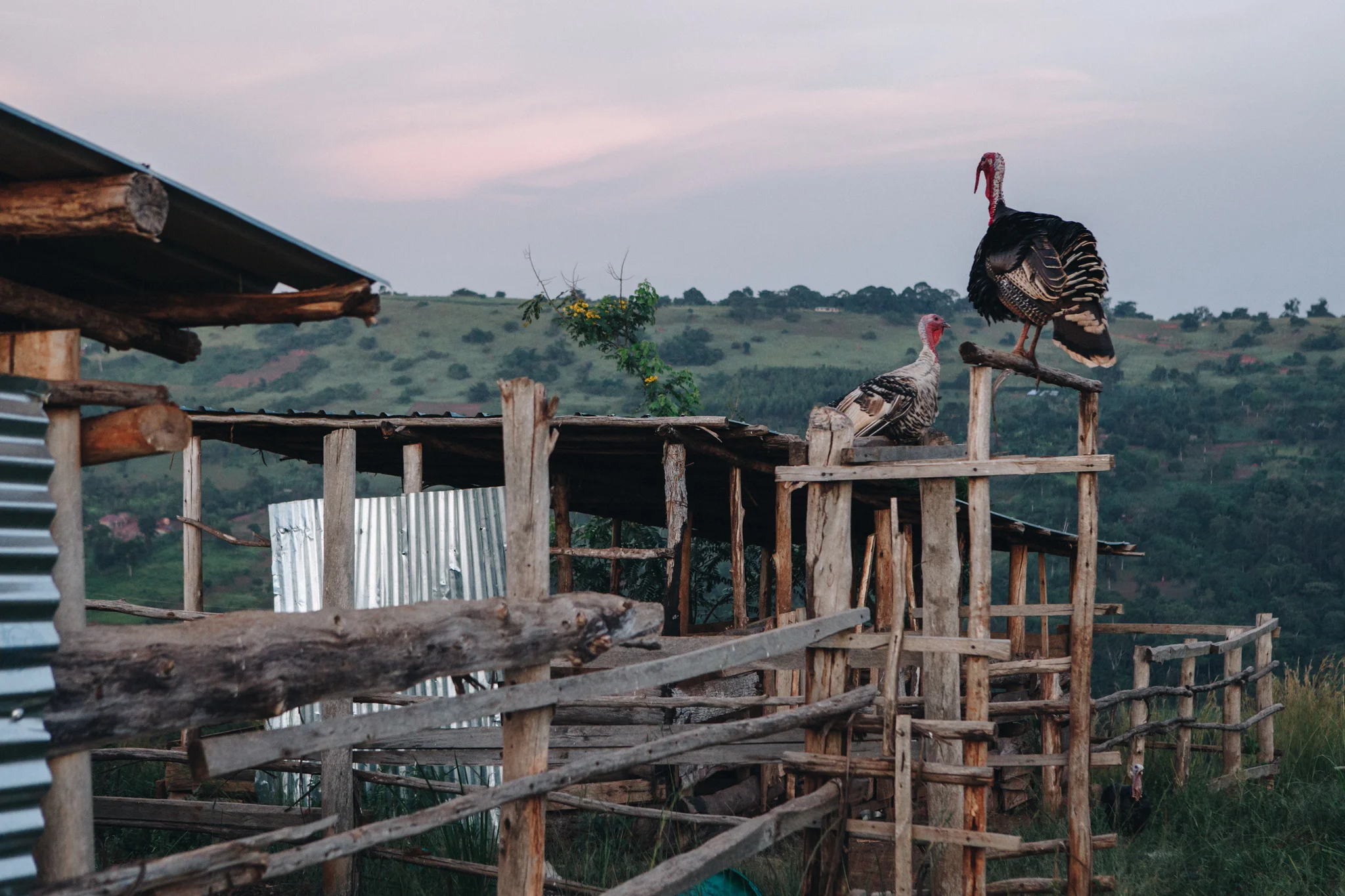 ©TomWoollard_YSB_Uganda_Dec16-0161-2.jpg