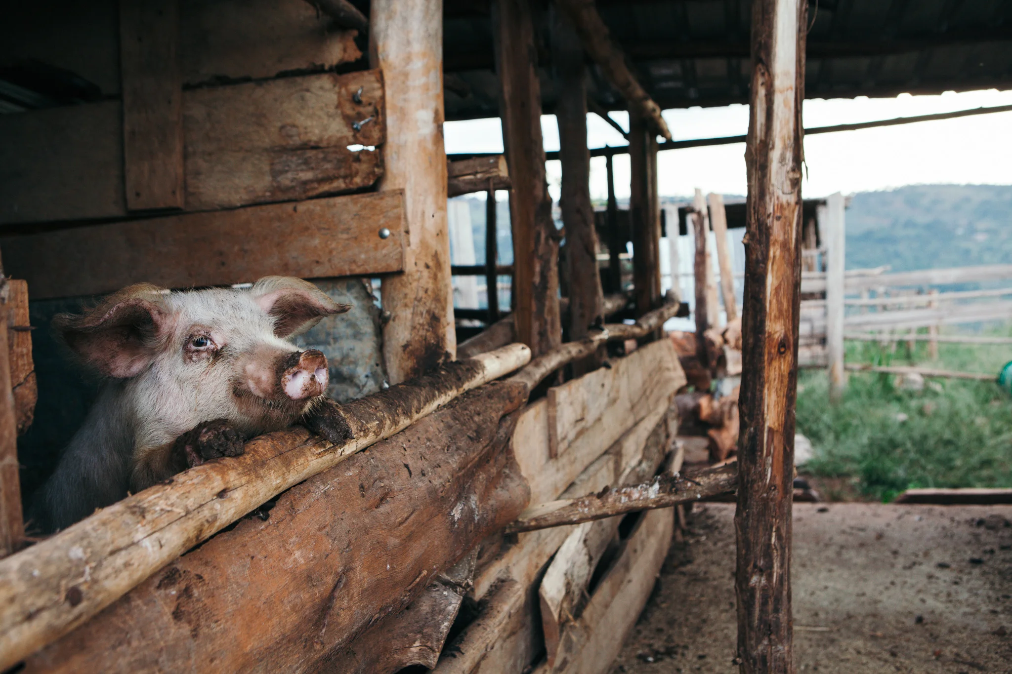 ©TomWoollard_SINA_village-Uganda_editorial-muddy-pig-in-wooden-sty-on-rural-african-farm.jpg
