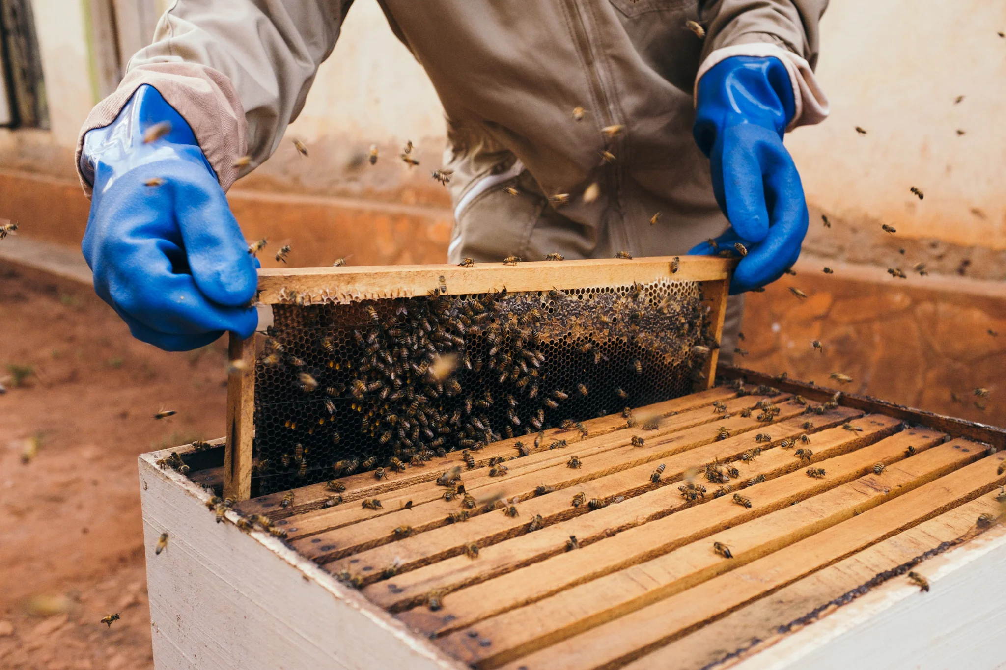 ©TomWoollard_Yunus-Social-Business_Uganda-editorial-african-beekeeper-beehive-honey-bees.jpg