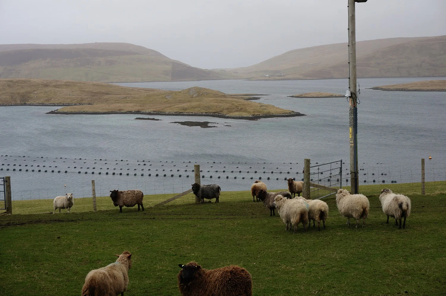 Some of the Shetland sheep on the croft looking over Langsound