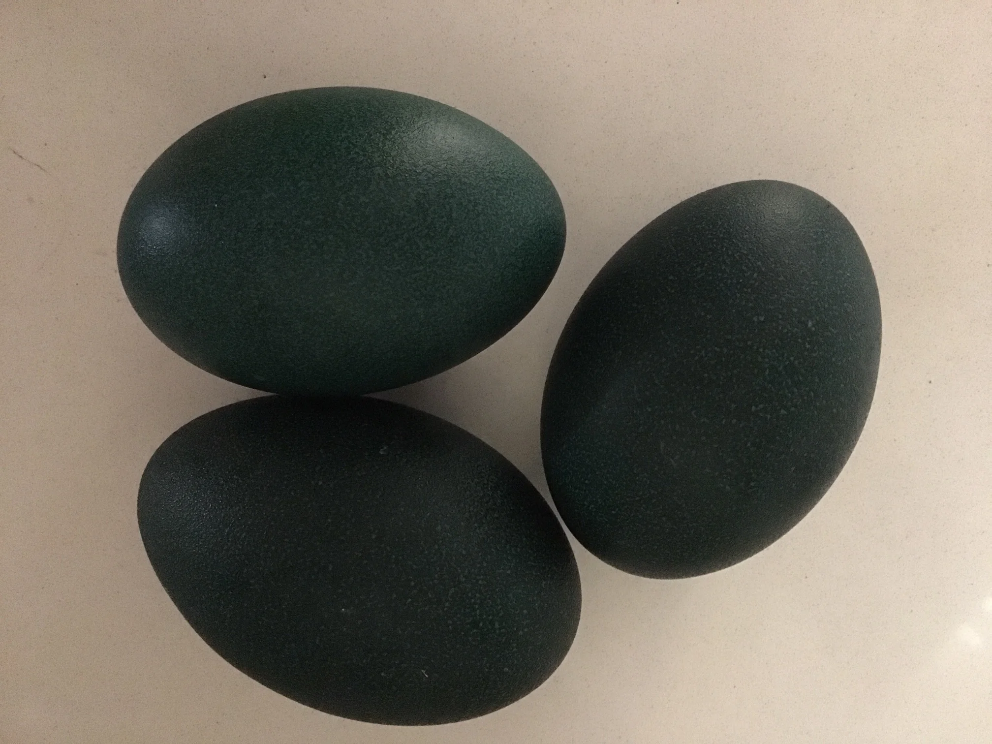 fresh eggs.JPG