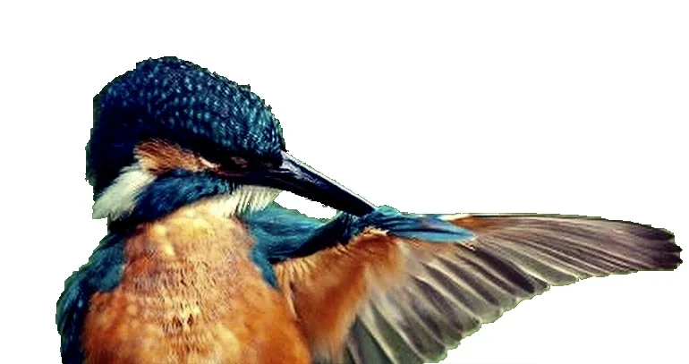 TWO YEAR ANNIVERSARY CELEBRATION 