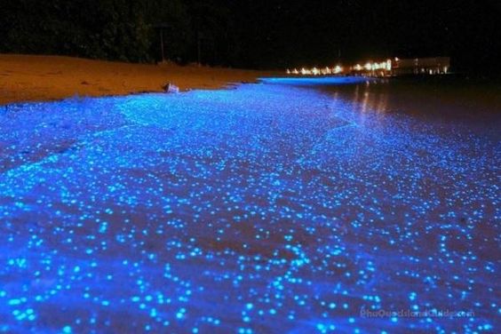 Watch bioluminescent plankton