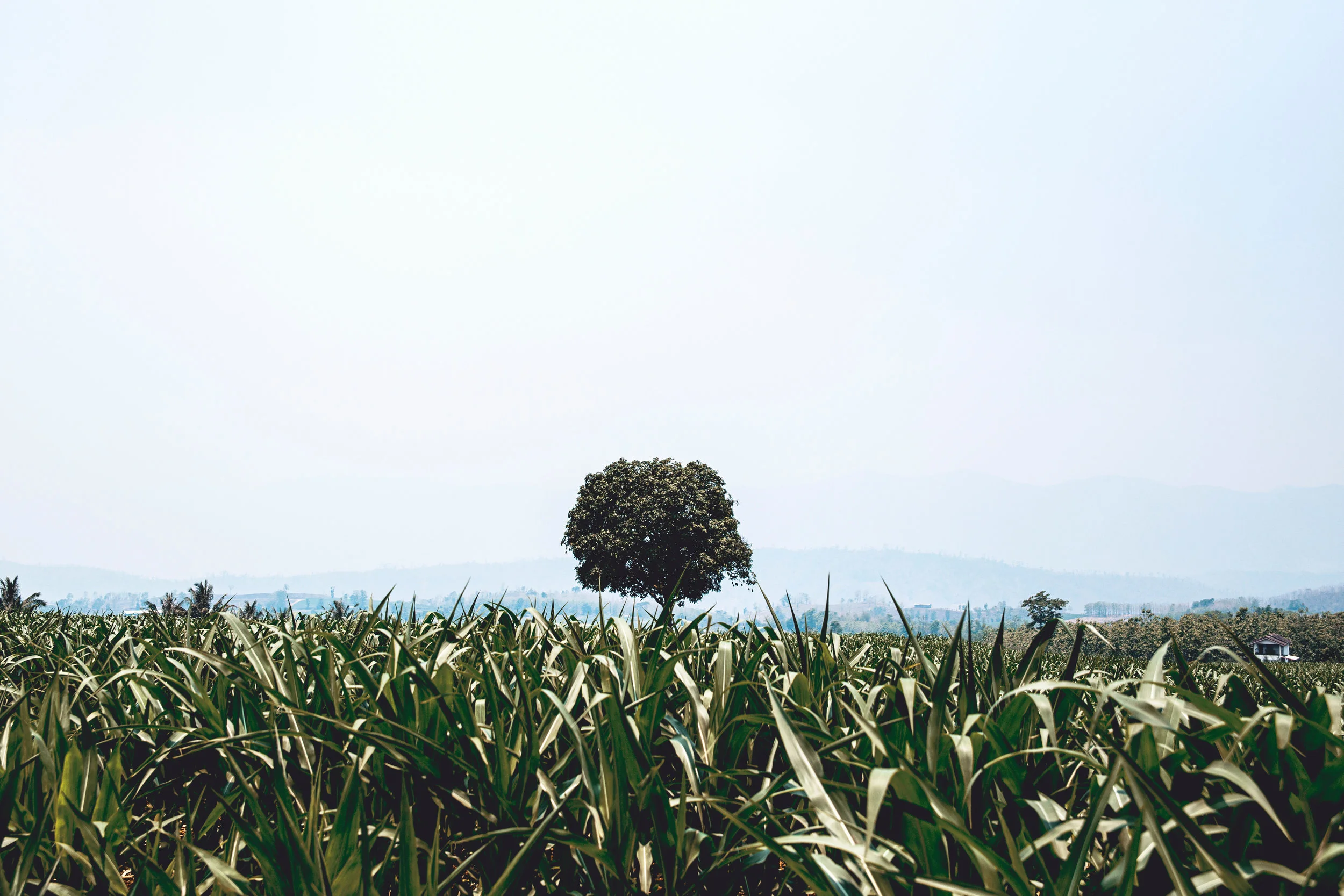 Plant That Tree