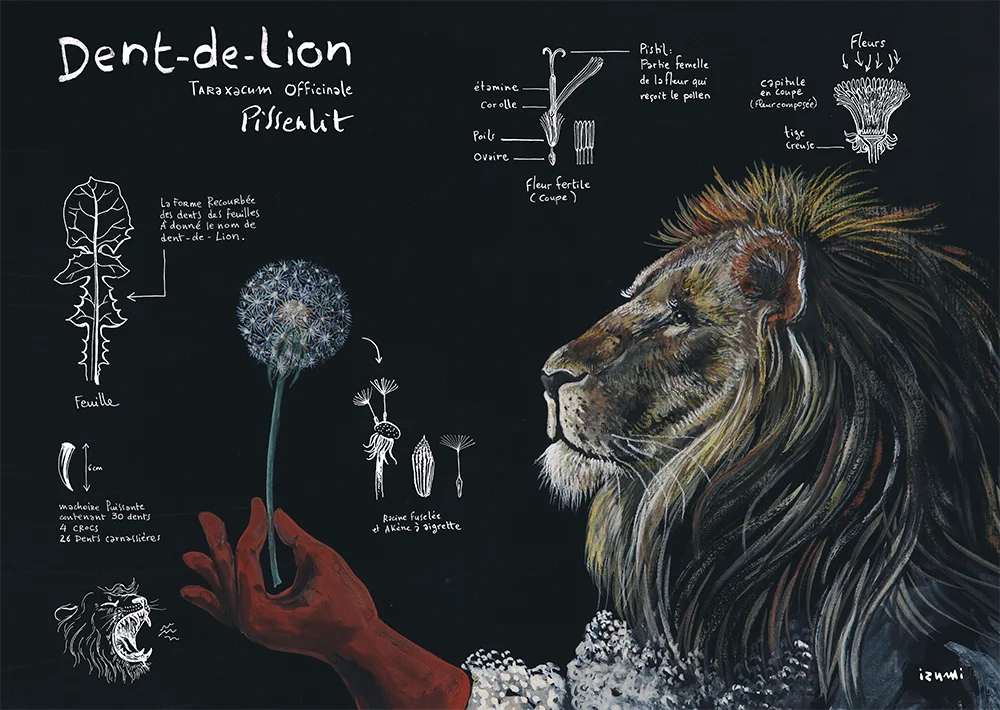 PLanche la dent-de-Lion