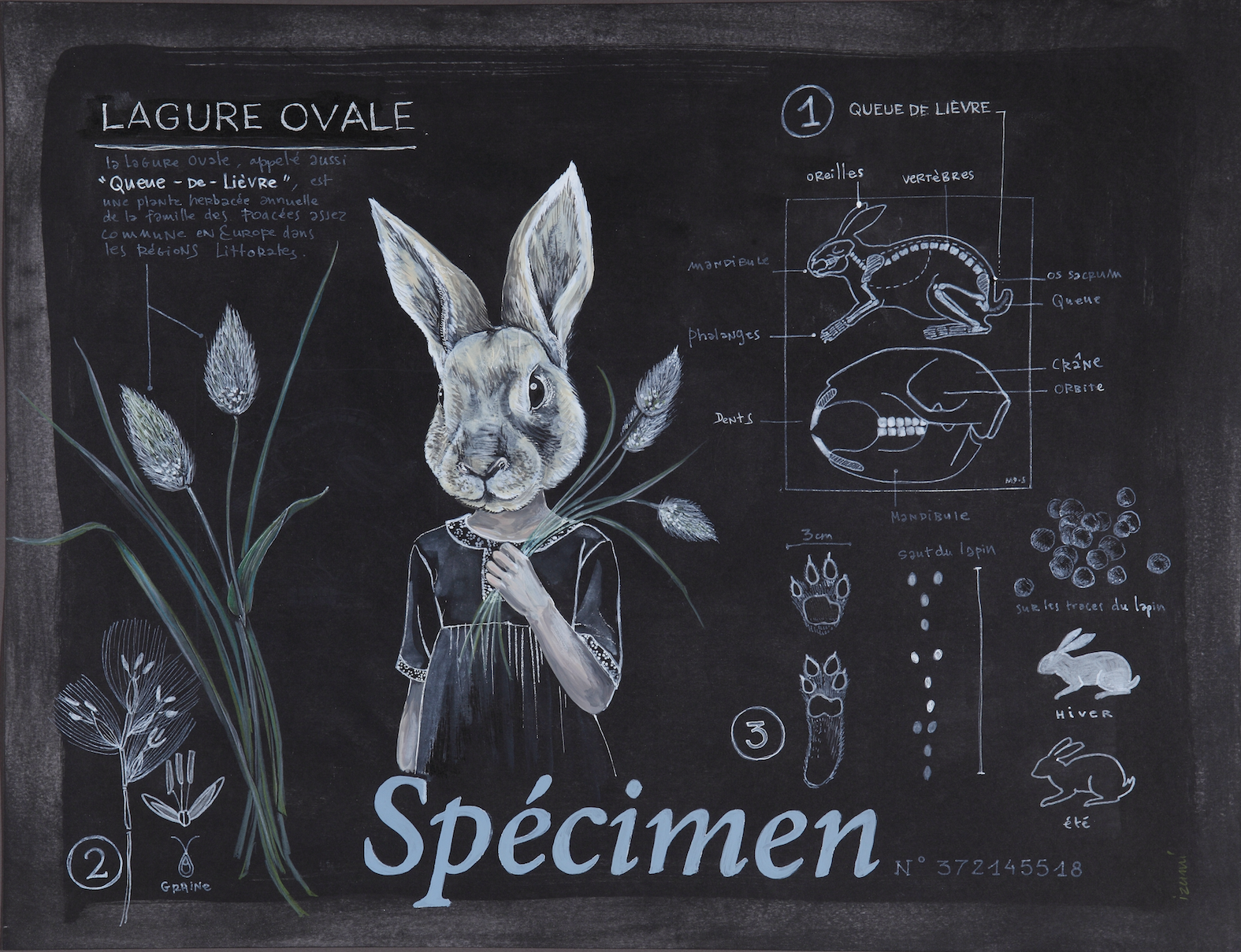 Planche Spécimen lièvre