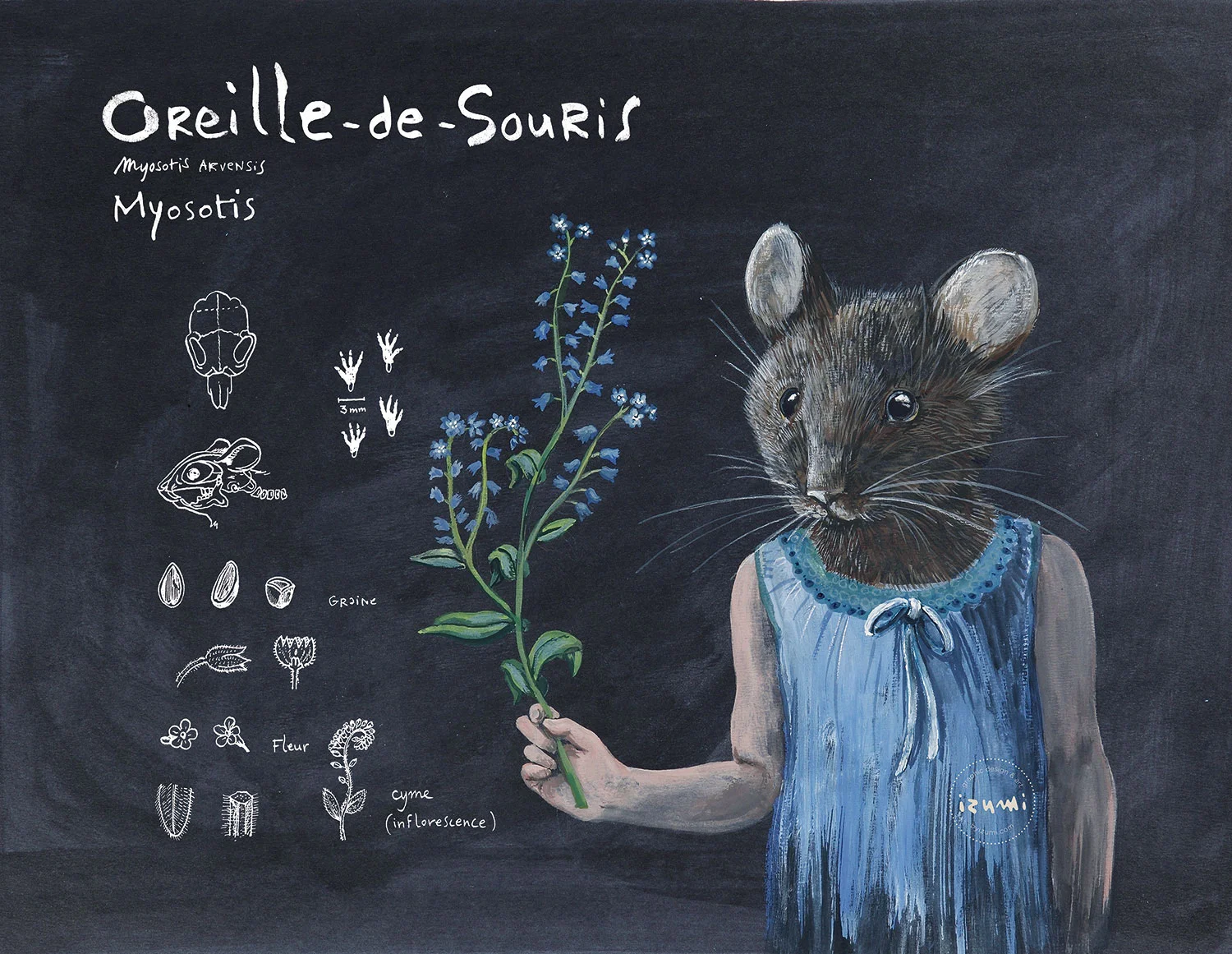 oreilles-de-souris_HD.jpg