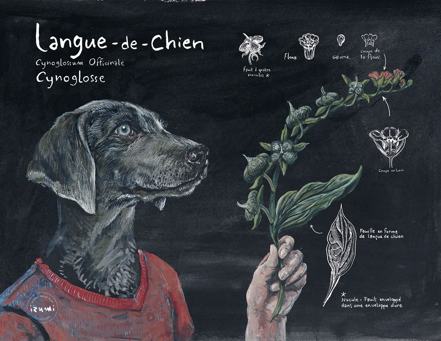 LANGUE-DE-CHIEN_HD_15X10.jpg