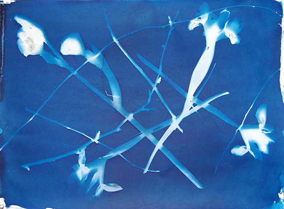 "Crossing Flowers" cyanotype by Sumitra
