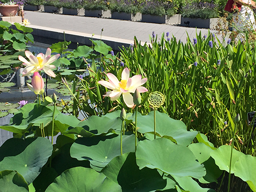 Waterlilies in bloom last week at NYBG. 