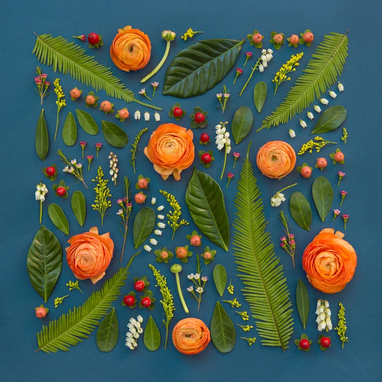 Parts of flowers, Emily Blincoe