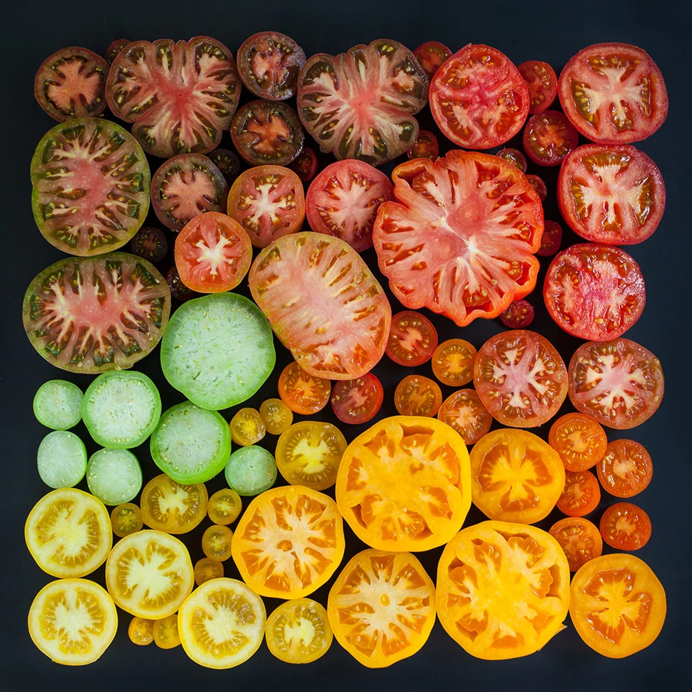 Tomatoes Arrangement, Emily Blincoe