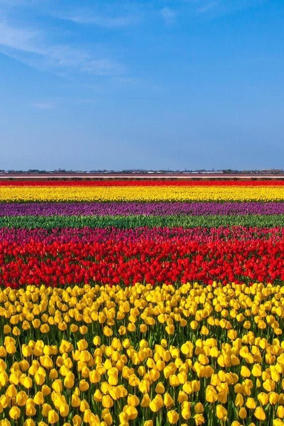 05 Tulip Blog.jpg