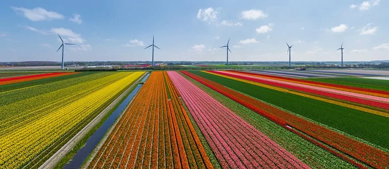 07 Tulip Blog.jpg