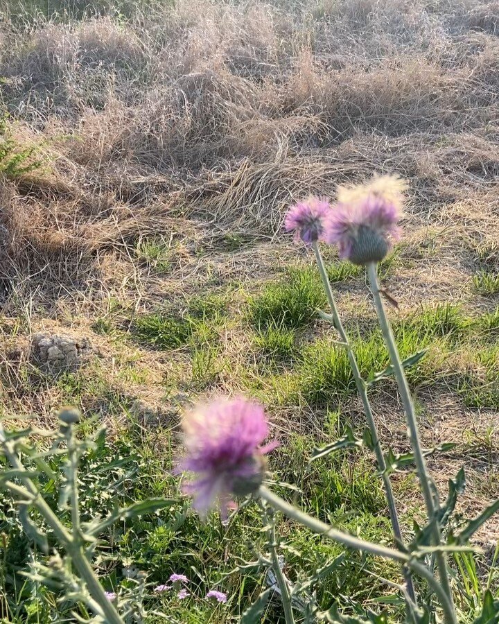 Last night was magic ✨

More than the golden hour, the birds and seeing my favorite thistles&hellip; 

Love was truly in the air last night and spending time with this family always makes my heart so very happy. Not to mention these brothers always m