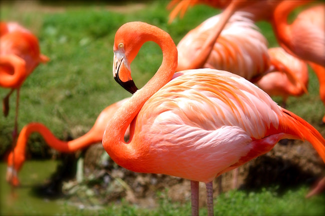 Pink Flamingos — Colour Studies