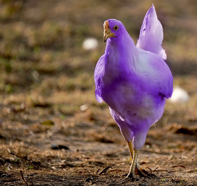 Are There Purple Chickens? 