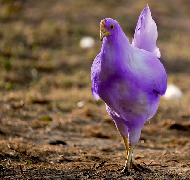 Purple Chick