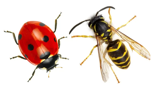 ladybug-wasp-shutterstock_167608928.jpg