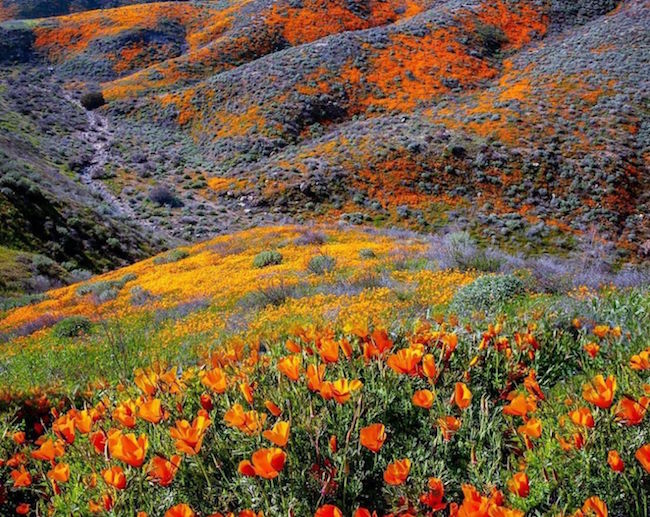 California is awash in color as a 'super bloom' sets in