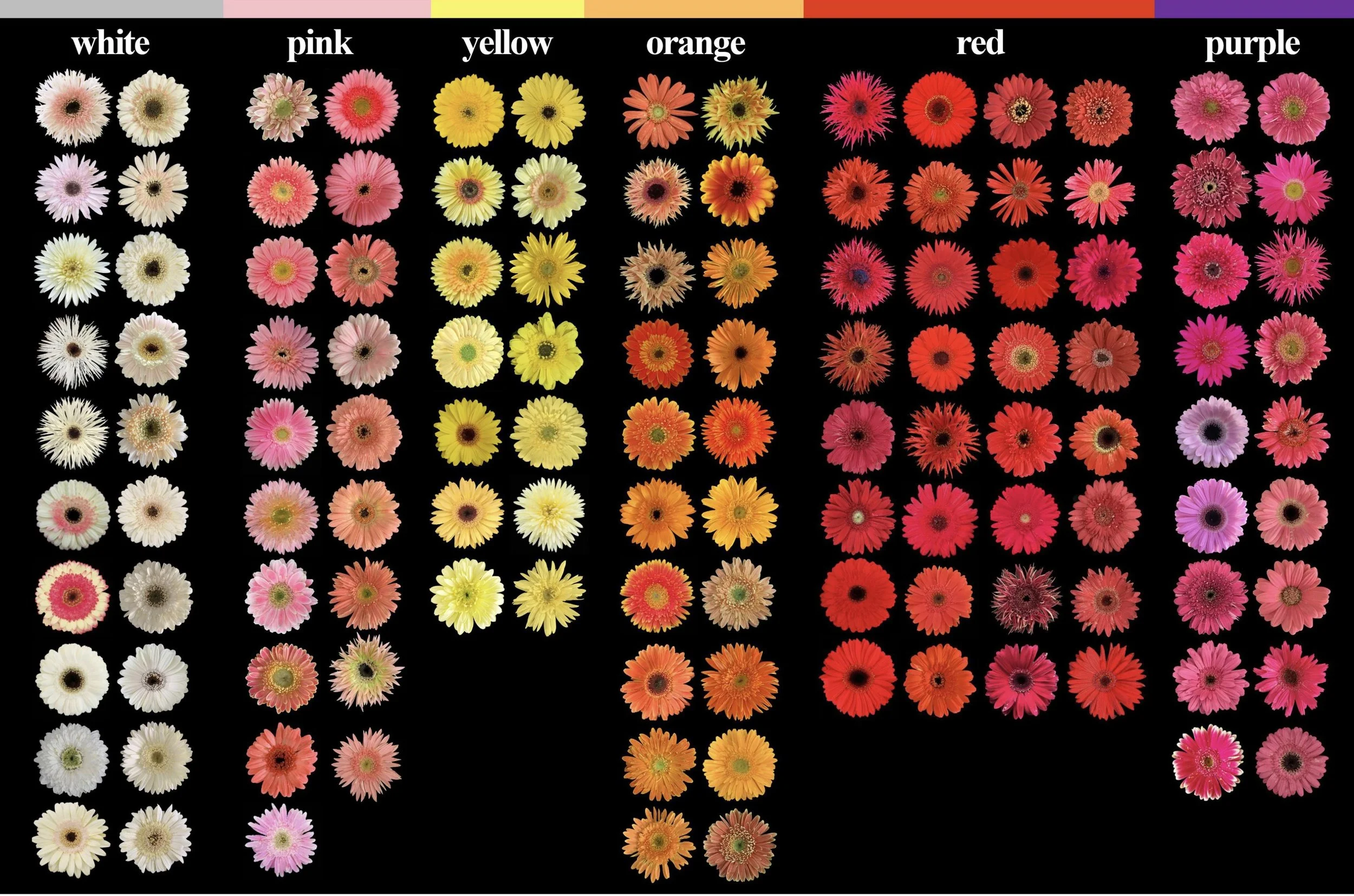 Gerbera Daisy Varieties — Colour Studies