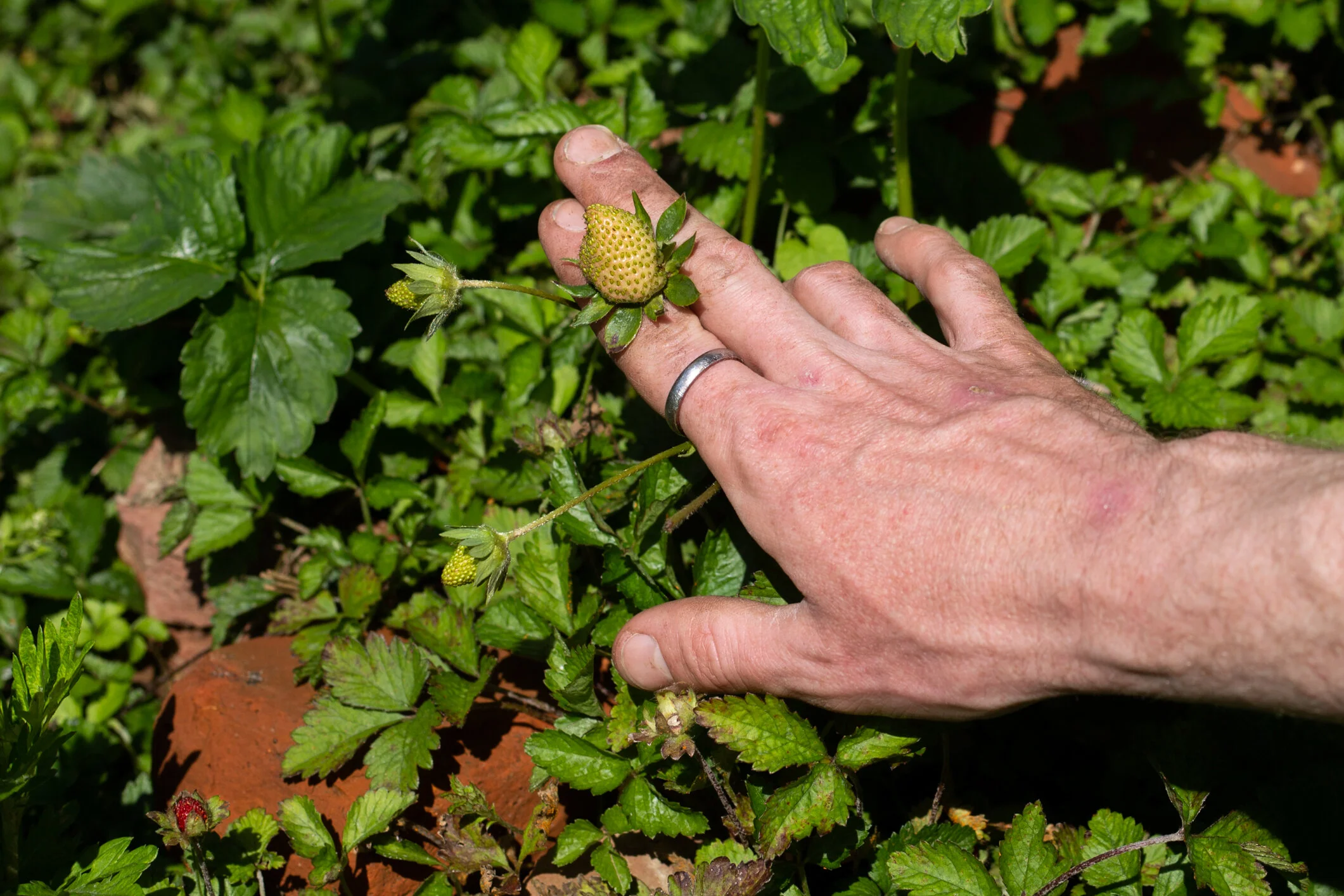  Willow Zef points out a wild strawberry growing at the Cesar Andréu Iglesias Community Garden in North Philadelphia. Due to a boom in real estate development, a parcel of the garden was recently purchased by a developer. (For WHYY) 