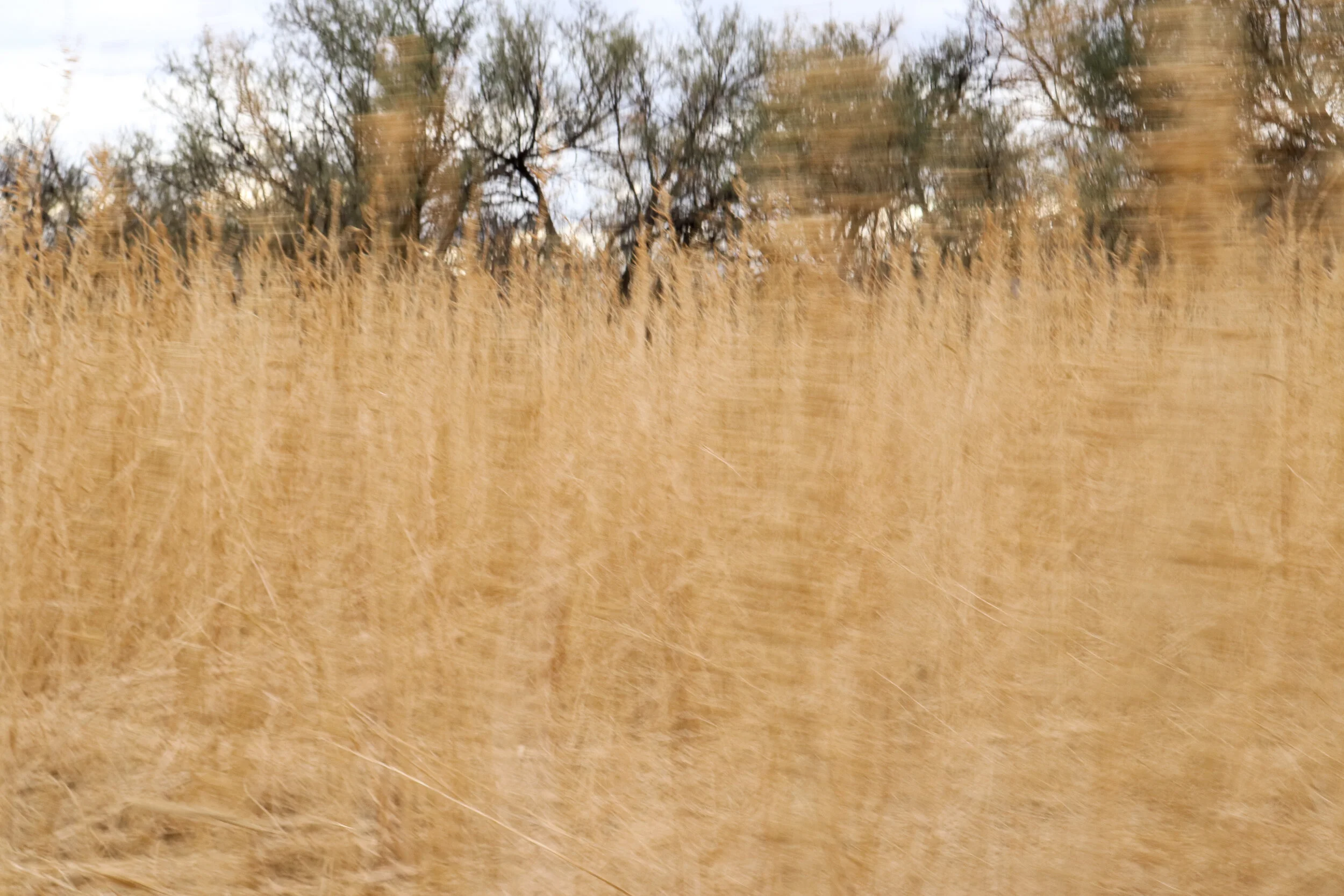  The Sonoran Desert in Southern Arizona. 
