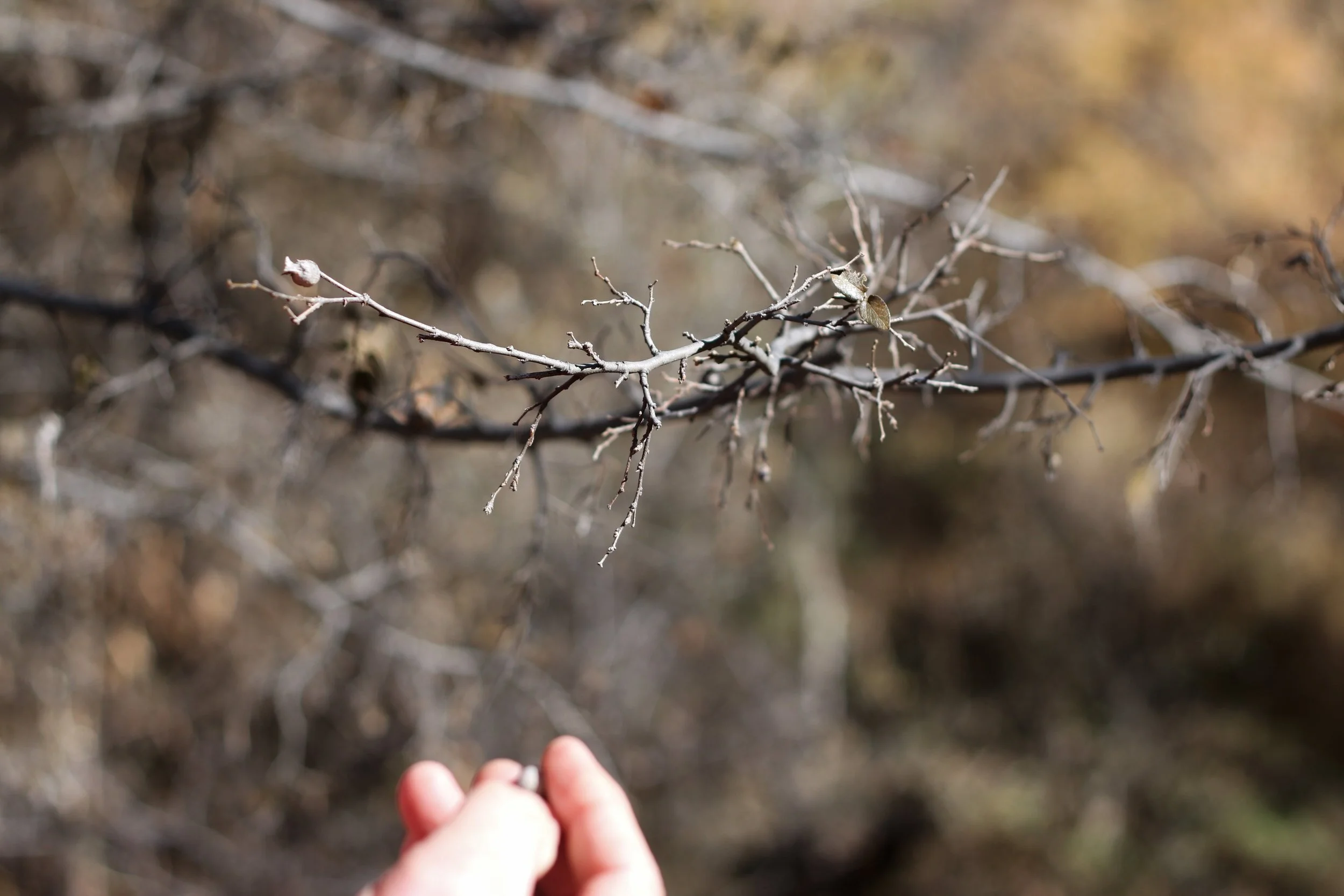  Daniel Judkins explores the riparian habitat near the Santa Cruz River in Tubac, Arizona. The binational river runs through both Arizona and Sonora, Mexico. 
