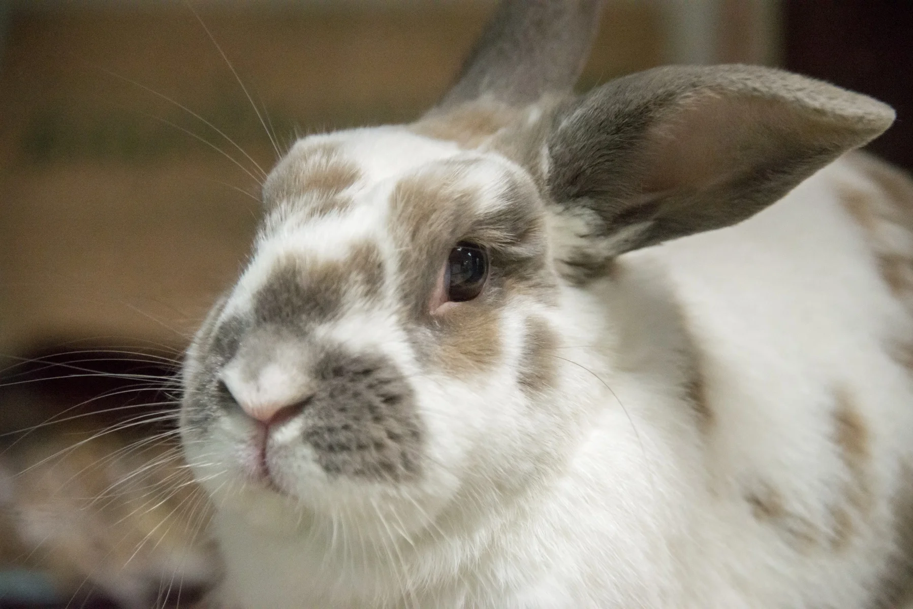 Domestic-Rabbit-Miles-Hara-03.04.15.jpg