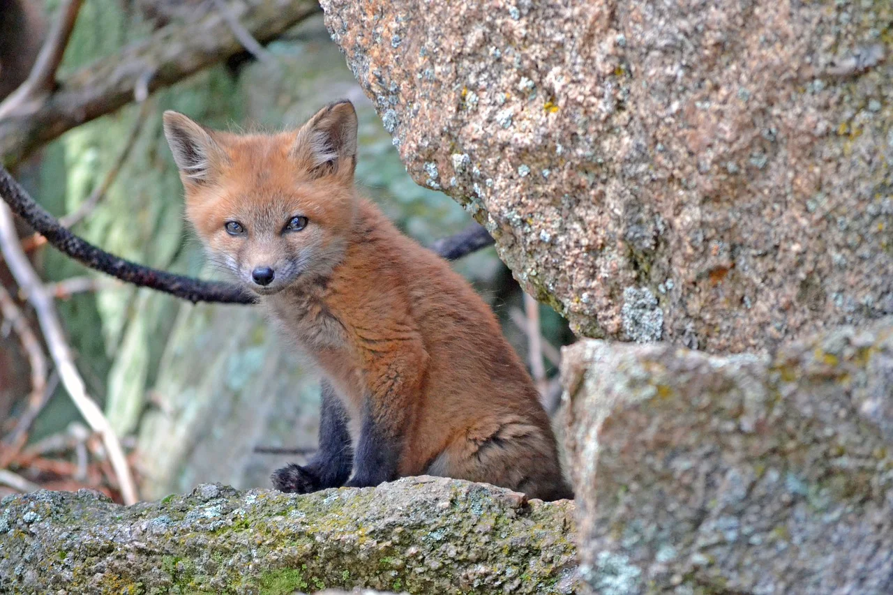 babyfoxrehab.jpg