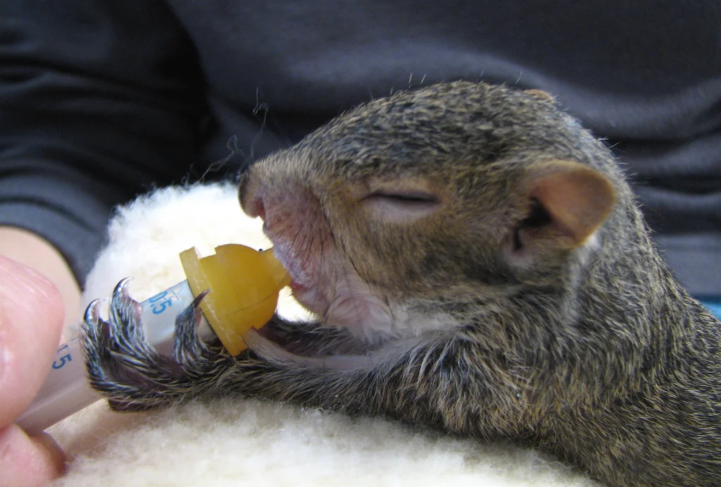 wilfliferehab1.jpg