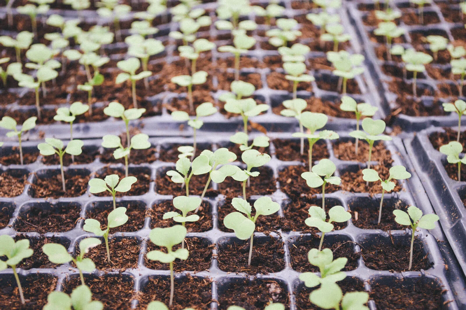 seedlings-unsplash_OPT.jpg