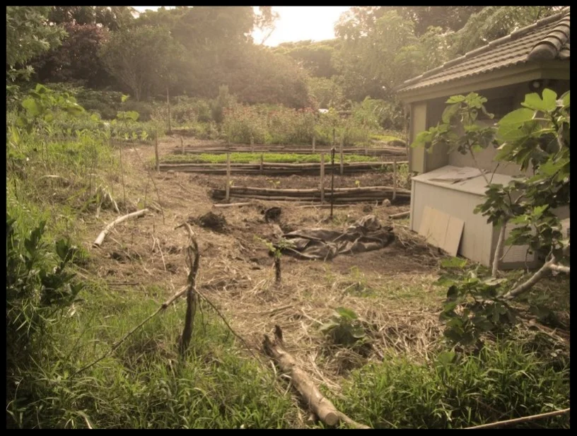 Mana Garden. Filter process images.smallerfile.jpg