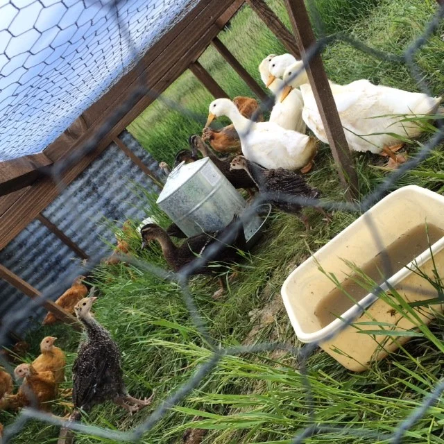 harvest1.jpg