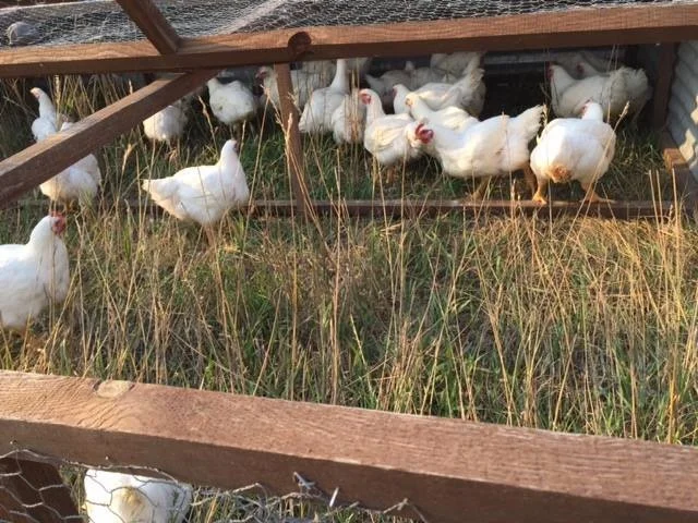 harvest2.jpg