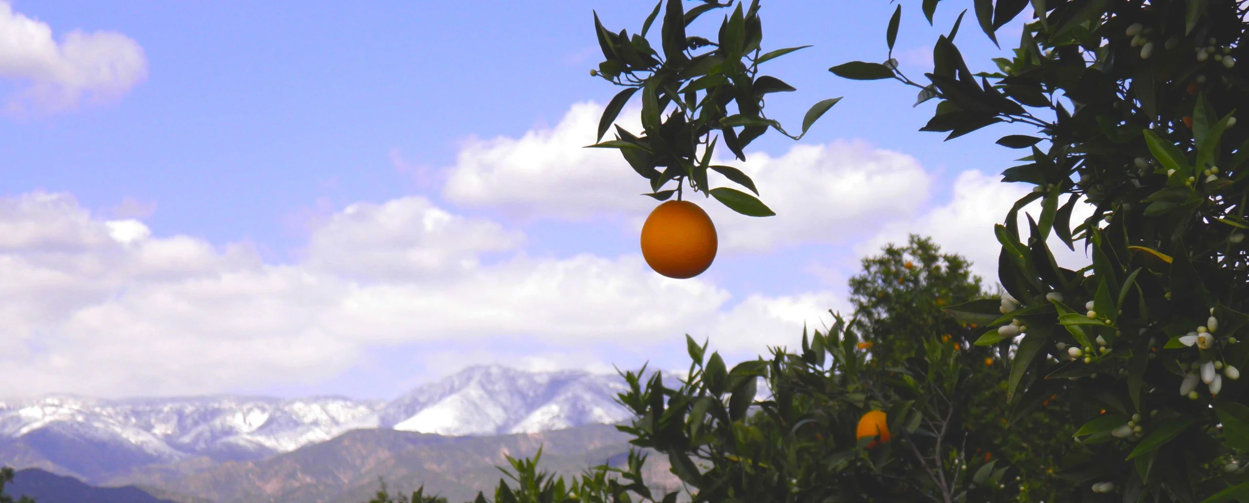 RedlandsOrangesMountains_8.jpg