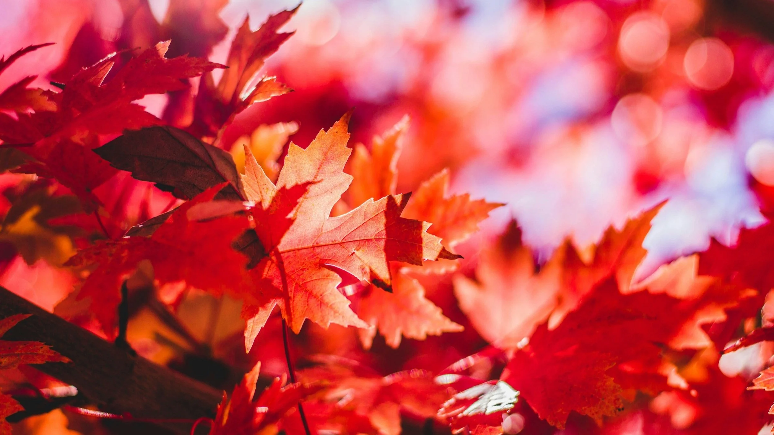 unsplash-image-Qw2CUd_9OWo.jpg