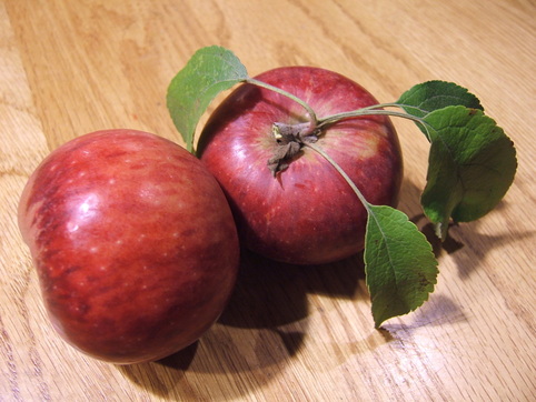 Organic Ashmead's Kernel Apples, 1 lb, Devoto Gardens