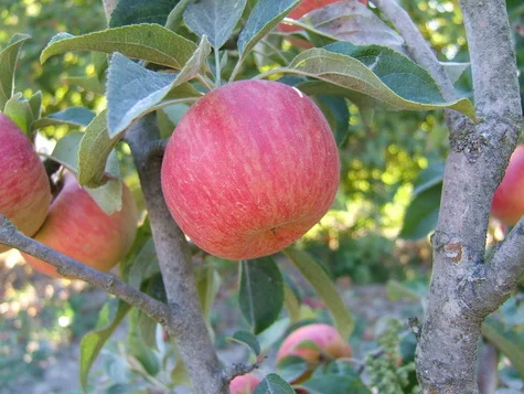 Honey Crisp.jpg