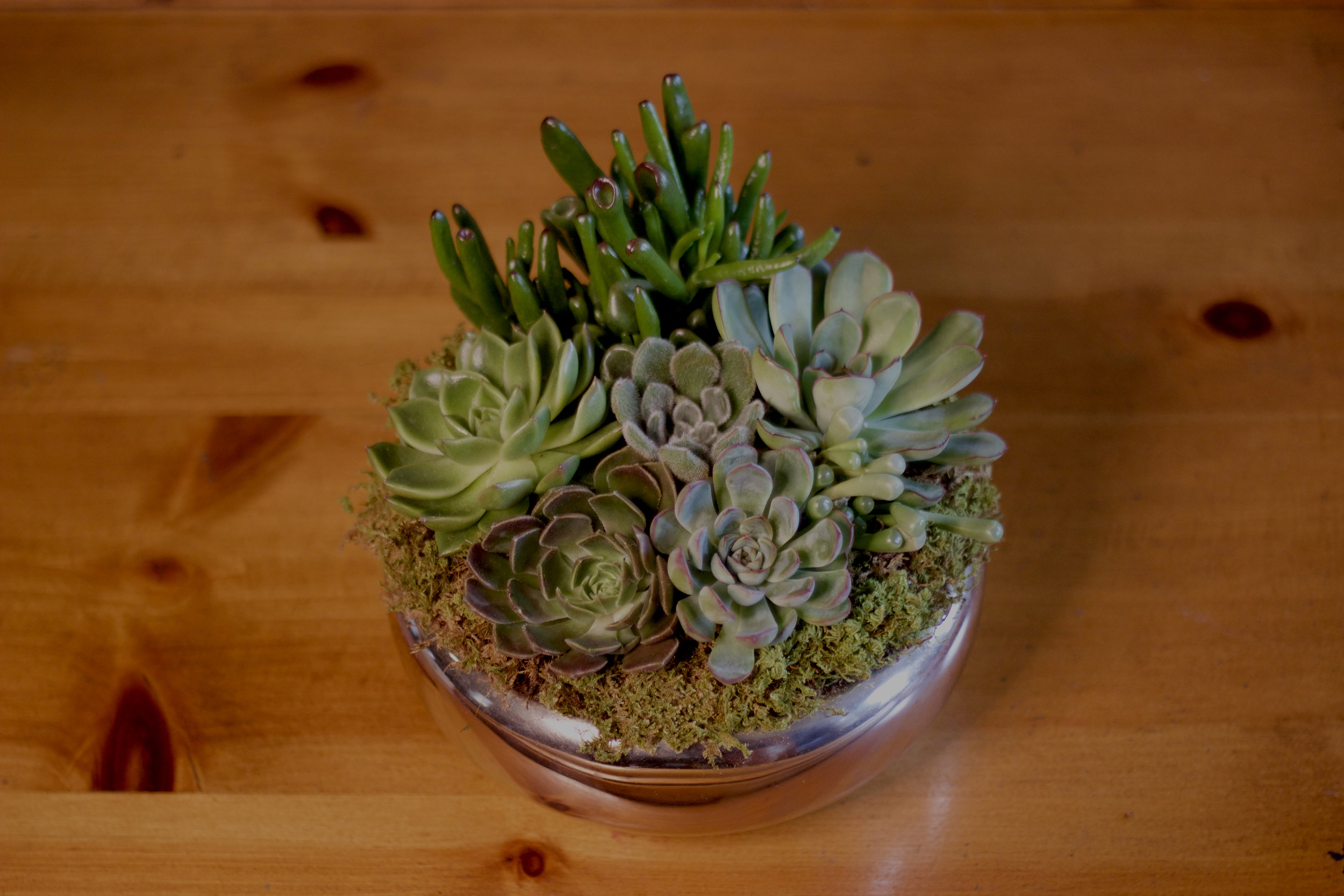 Philosophie Floral Succulent Bowl 