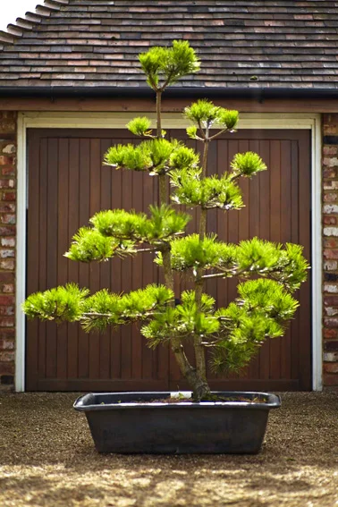 trees 13.jpg
