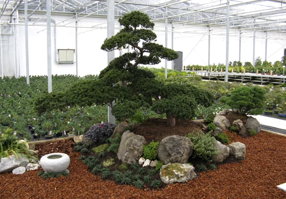 trees 15.jpg