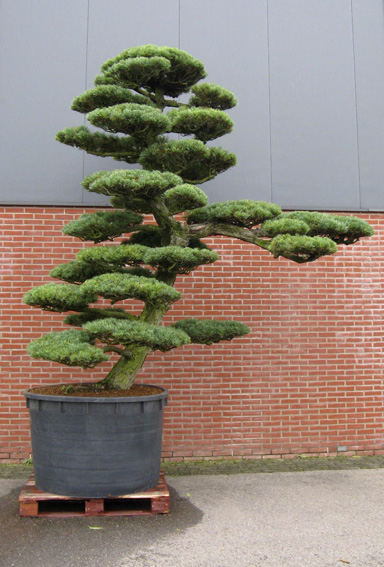 trees 14.jpg
