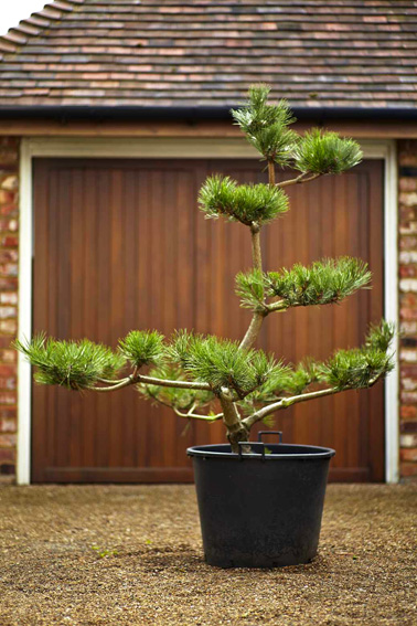 trees 12.jpg