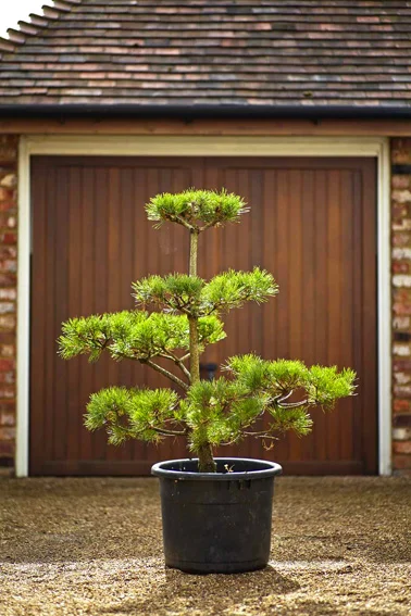 trees 10.jpg