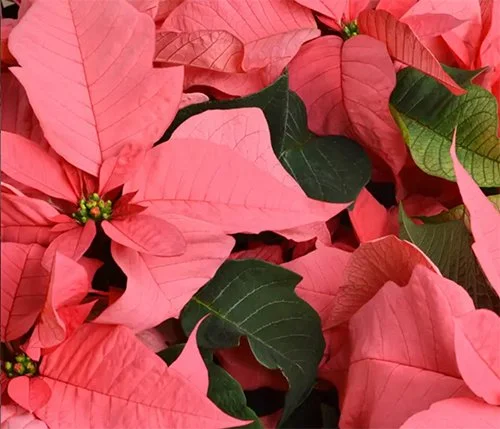 poinsettia-pink.jpg