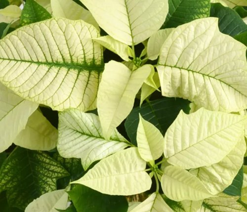 poinsettia-white.jpg
