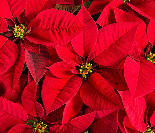 poinsettia-red.jpg