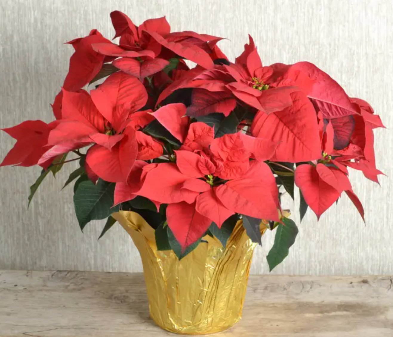 poinsettia-6in.jpg