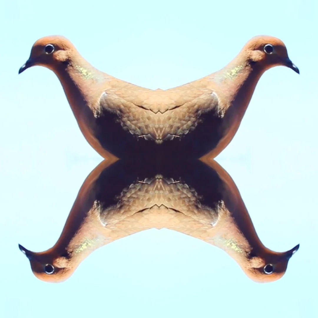 birdthumbnail.jpg